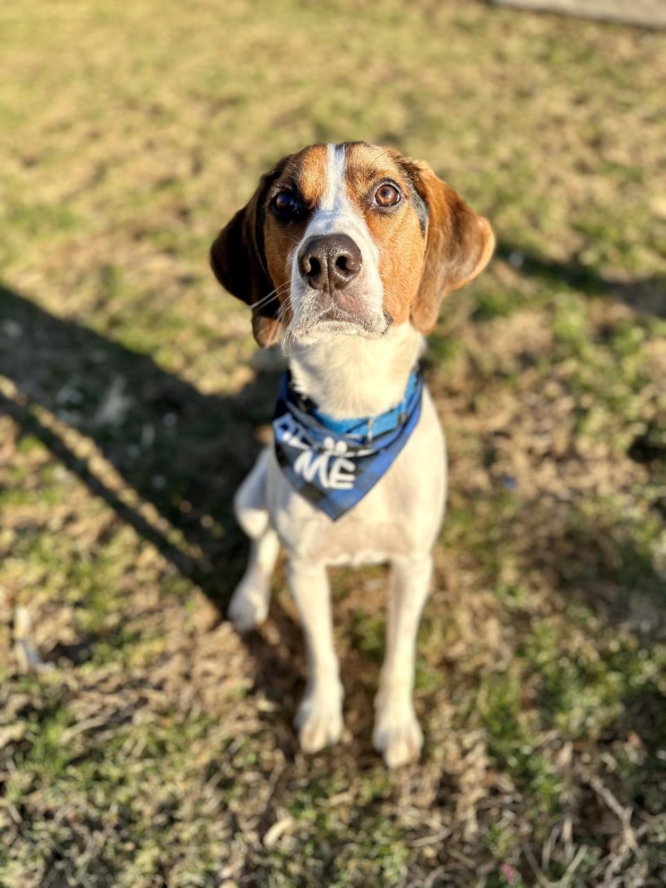 Dunkin is a 1-year-old beagle and hound mix. He is available for adoption through FOWA Rescue in Wayne.