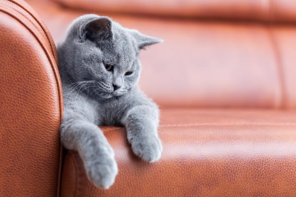 cat sitting on leather couch
