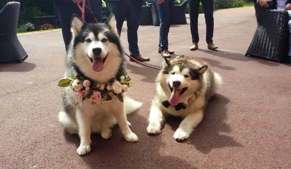 Niko&nbsp;wore a flowered collar, and Phil&nbsp;wore a bowtie.