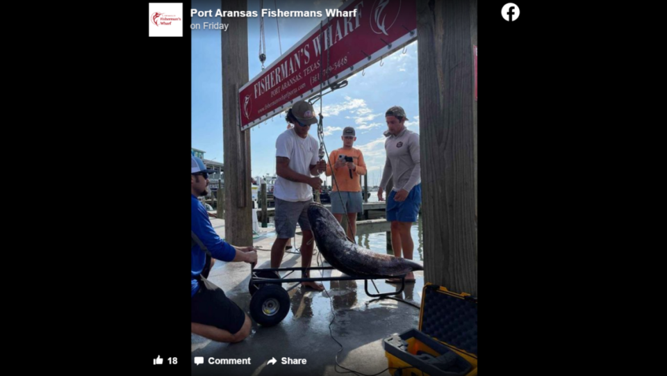 The fish was weighed back at the wharf, coming in at 137 pounds.