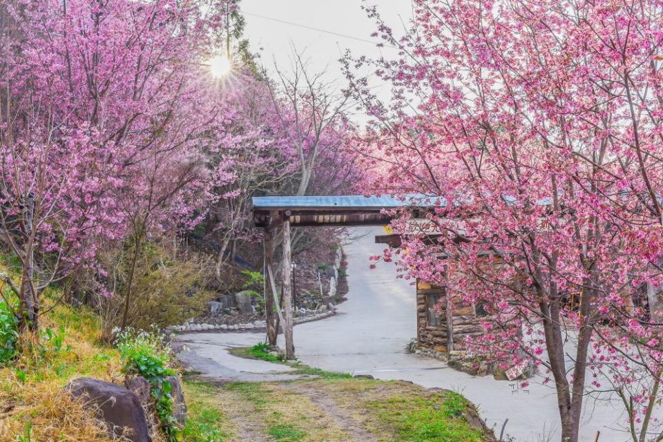 一生一定要有一次，走進上帝的部落－司馬庫斯。(圖來源/shutterstock)