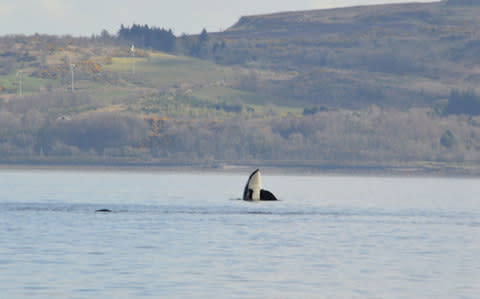 The animals frolicked in the water - Credit: PA/Keith Hodgins