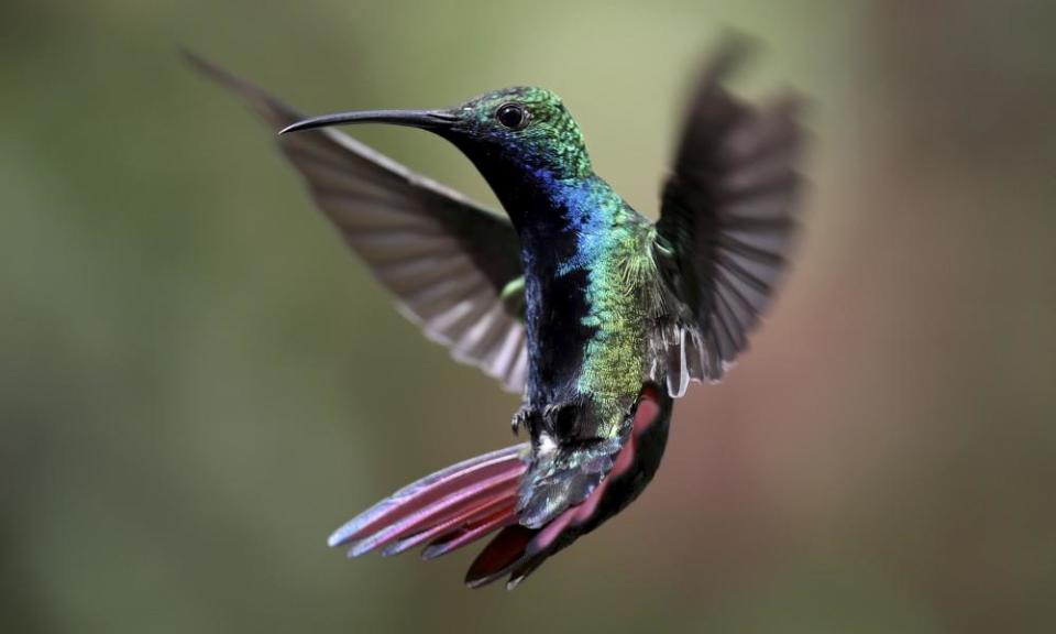 A hummingbird near Bogota, Colombia.