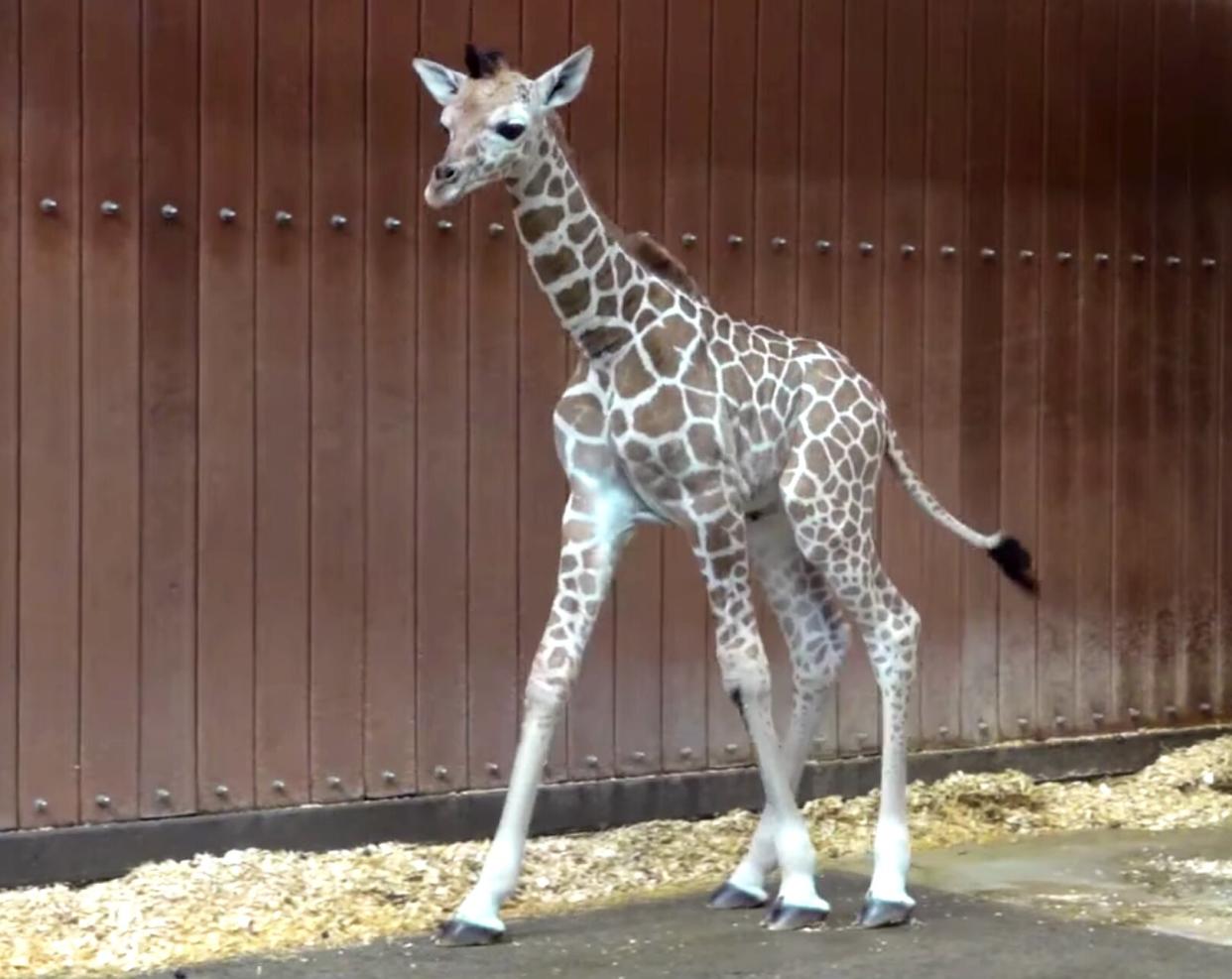 Baby Giraffe