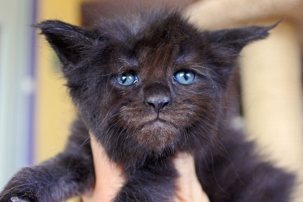 Valkyrie the cat looks just like a human being (Picture: Caters)