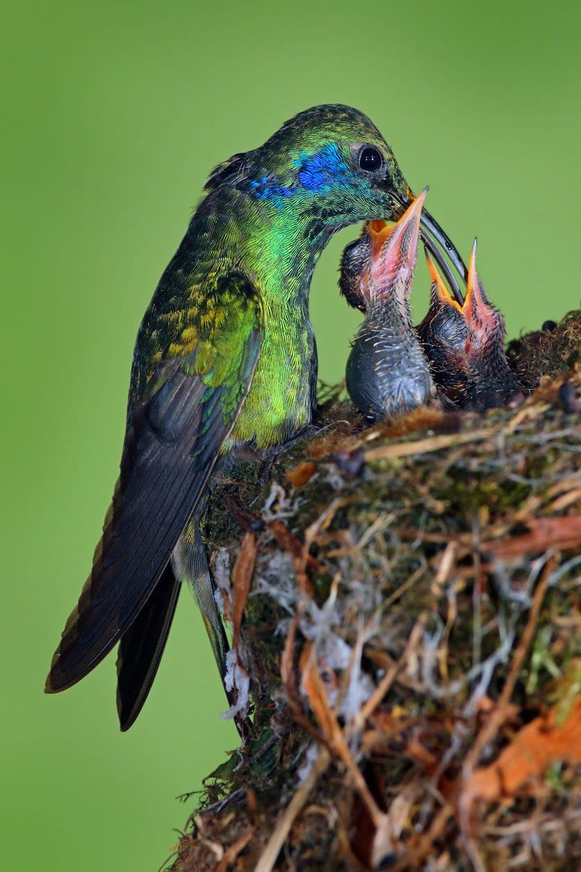 hummingbird nest