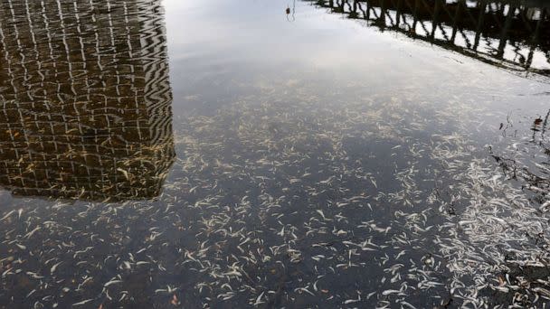 PHOTO: Hundreds of dead fish are seen floating in the waters of Lake Merritt, Aug. 29, 2022, in Oakland, Calif.  (Justin Sullivan/Getty Images)