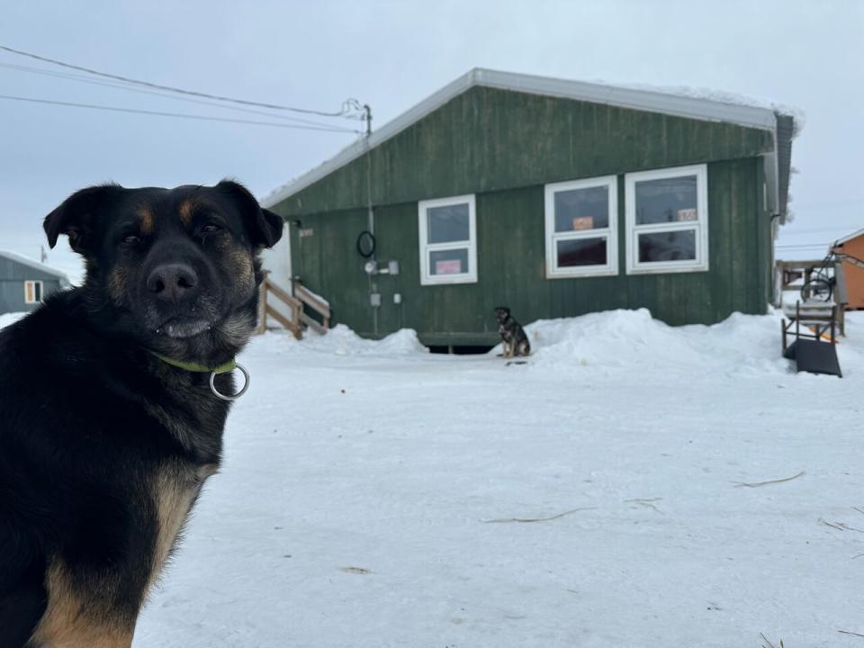 A pair of dogs outside a home in Behchokǫ̀, N.W.T. on Thursday, March 14. The dog in the foreground is named Connie. The dog in the background, Bear, was expected to receive a dog house built at a workshop in the community last week.