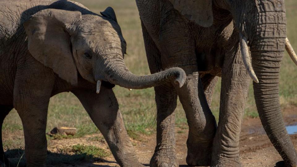 Animales en la vida salvaje. (Foto: BBC)