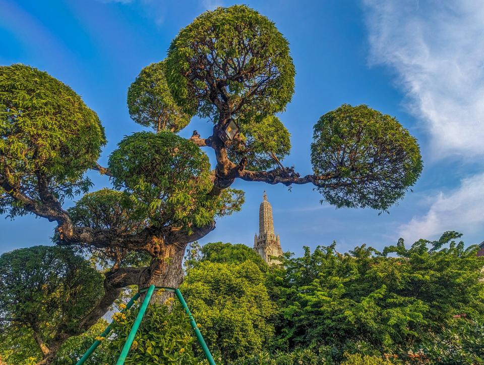 Tree with Arun Wat Temple 