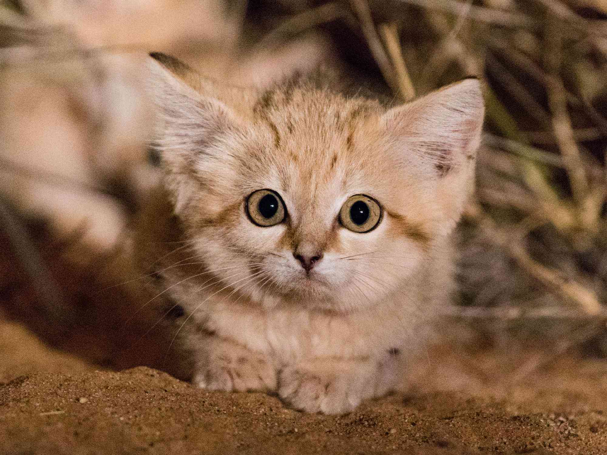 Morocco’s Tiny Sand Cats