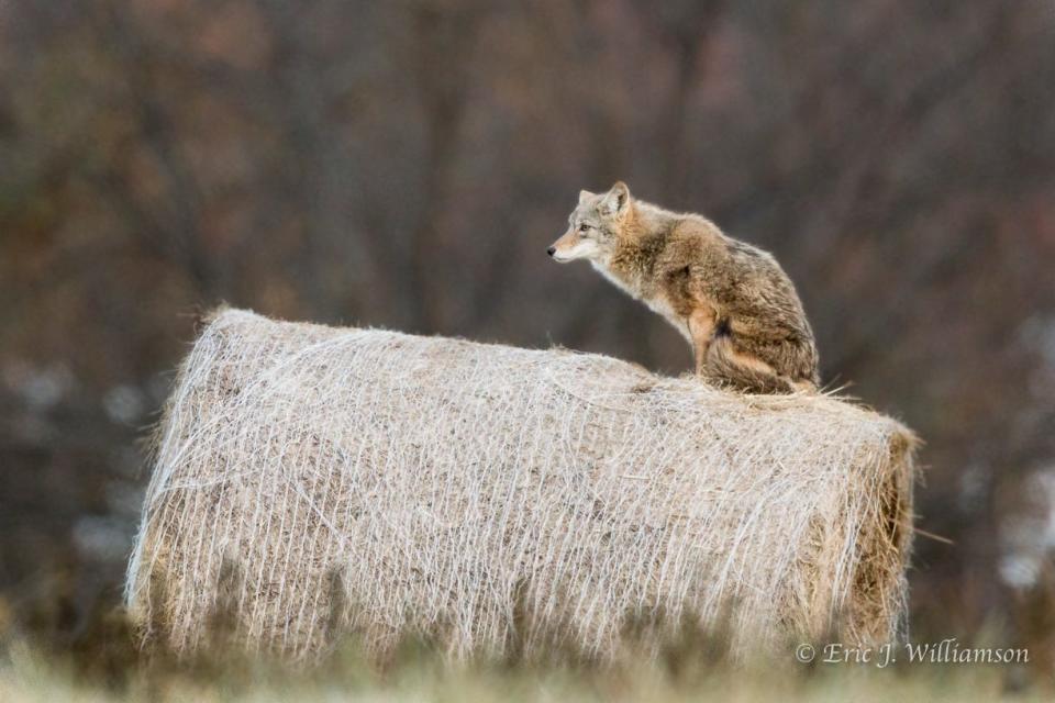 Coyote on a hay bale