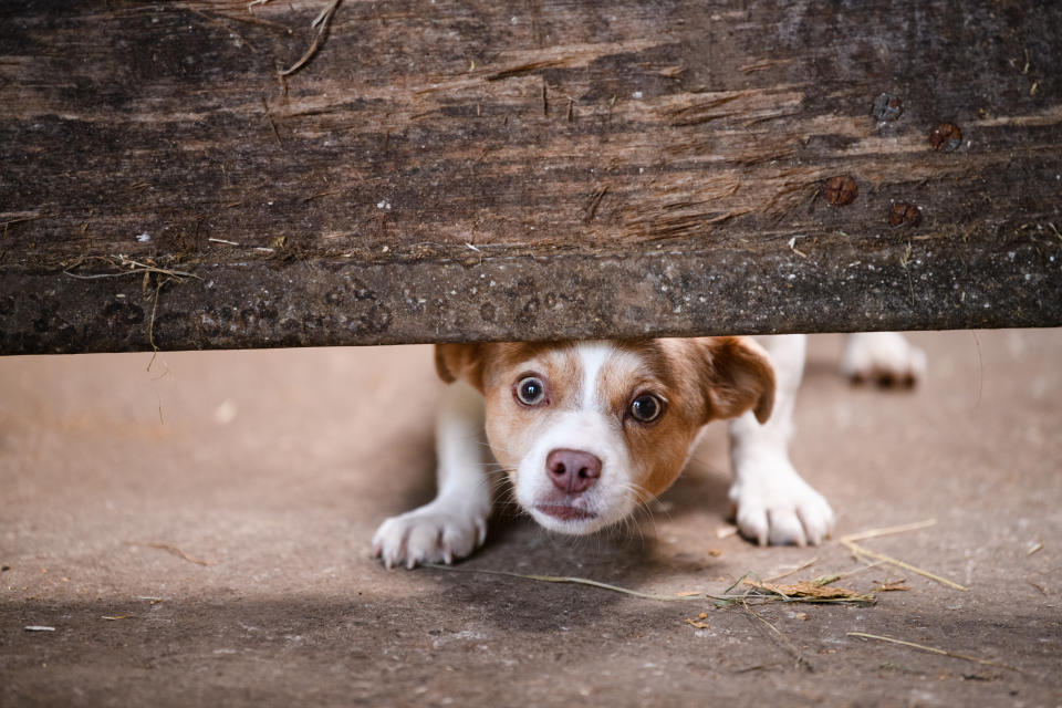 Image of a scared dog looking outward from under a doorway.