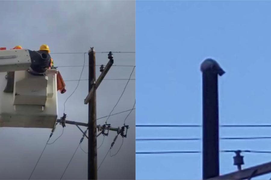 CFE rescata a gatito atrapado en poste del luz de la colonia Cacho, en Tijuana