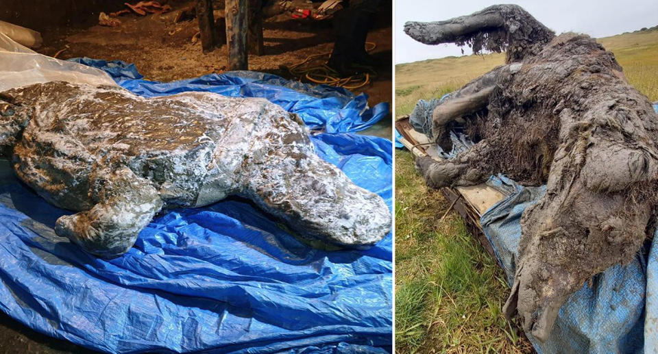 The carcass of a Ice Age rhino discovered by scientists in permafrost in Russia's extreme north