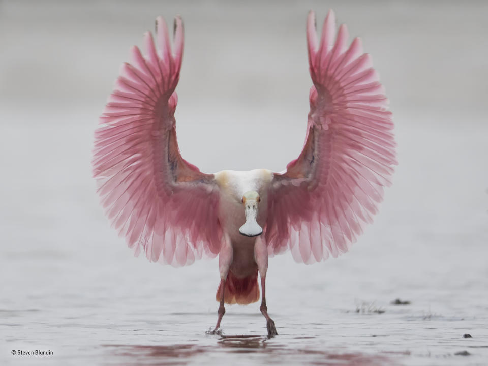 <p>Steven was taking pictures of a small group of adult roseate spoonbills in a rookery in Tampa Bay, Florida, when he noticed a newcomer flying in from afar. With just enough time to back up a few steps, Steven photographed the bird landing exactly square to his camera with its wings in a stunning symmetrical U-shape.<br>(Wildlife Photographer of the Year) </p>