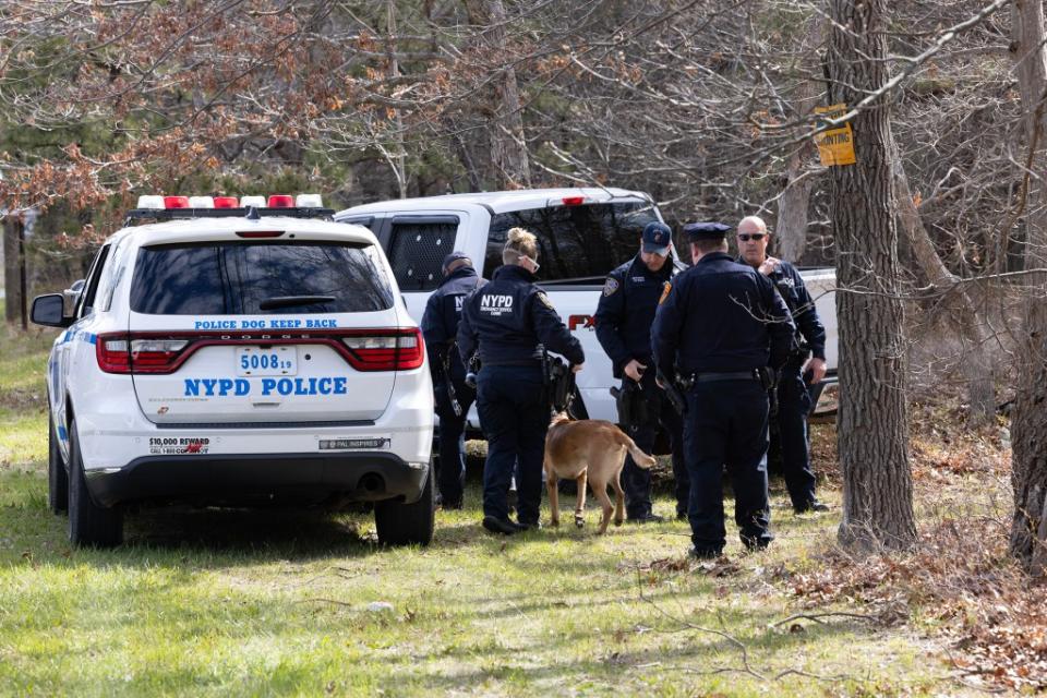 The NYPD canine unit along with the Suffolk County and State Police search a wooded area in Manorville. Dennis A. Clark