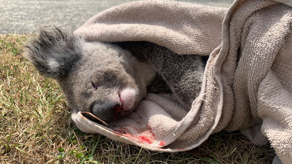 A dead koala wrapped in a towel by the side of the road on the Gold Coast.