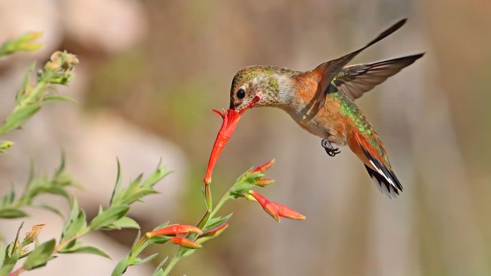 A female Rufous Hummingbird sips nectar and picks up pollen on its beak, helping pollinate flowers.  - Greg Homel, Nature Elements Productions