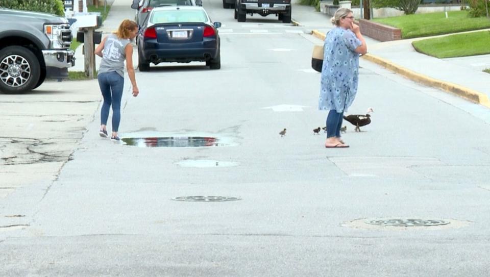 PHOTO: Muscovy ducks stop traffic in Swanboro, N.C. (WCTI)