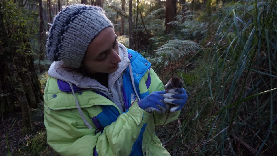 Lead author Erika Zaid holding a dusky antechinus, 15 of which were observed in the study. - Francesca Leonard