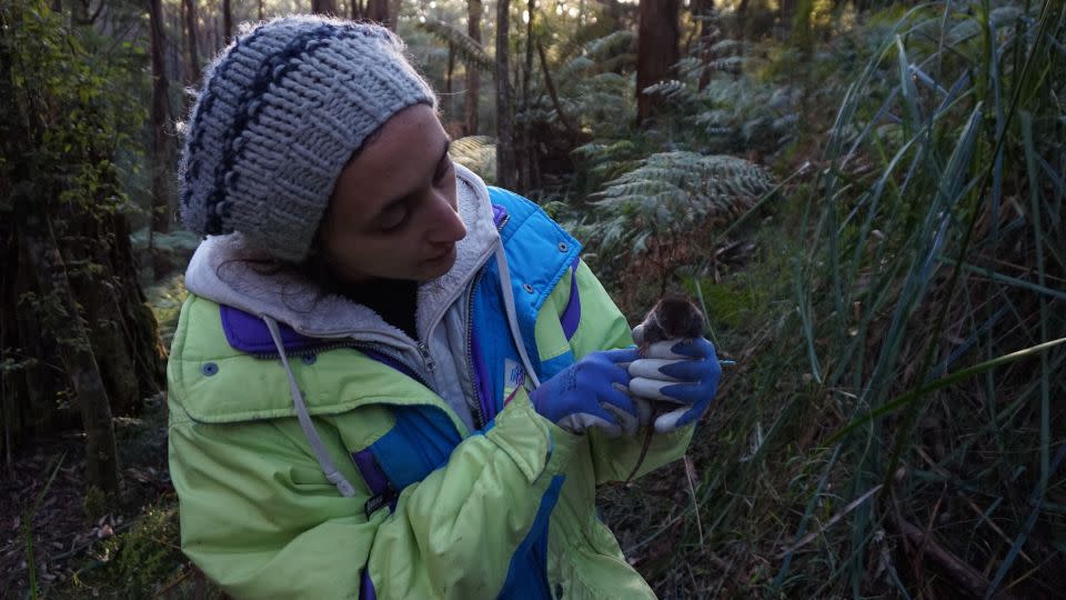 Lead author Erika Zaid has dusky antechinus, 15 of which were observed in the study.  - Francesca Leonard