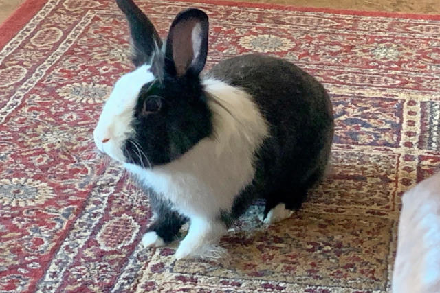 Dutch discount lionhead rabbit