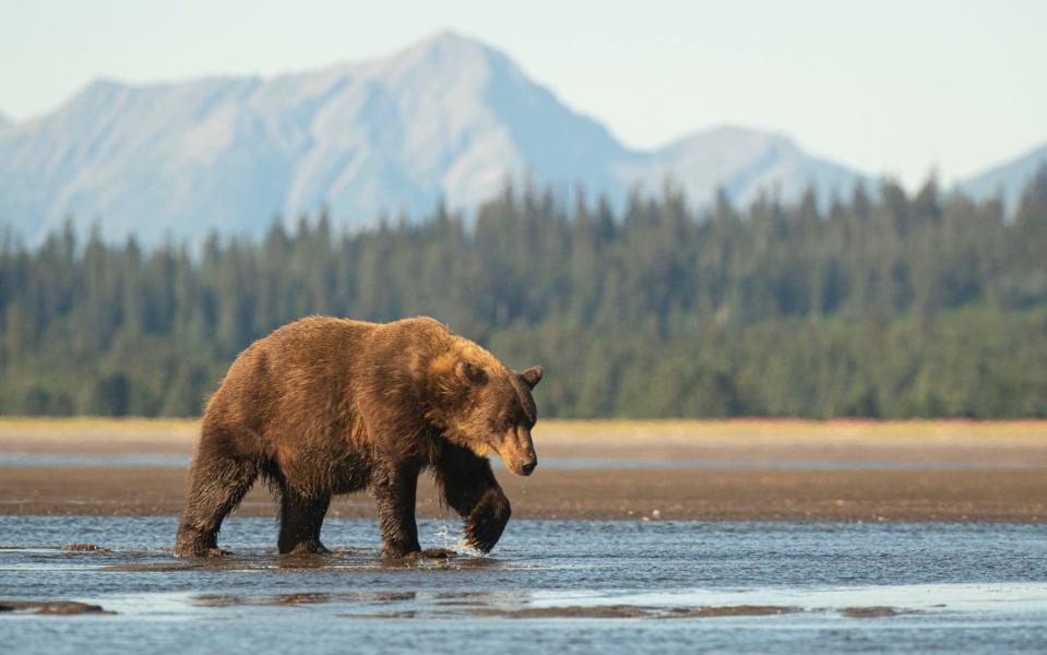 Go wild in Alaska - Getty