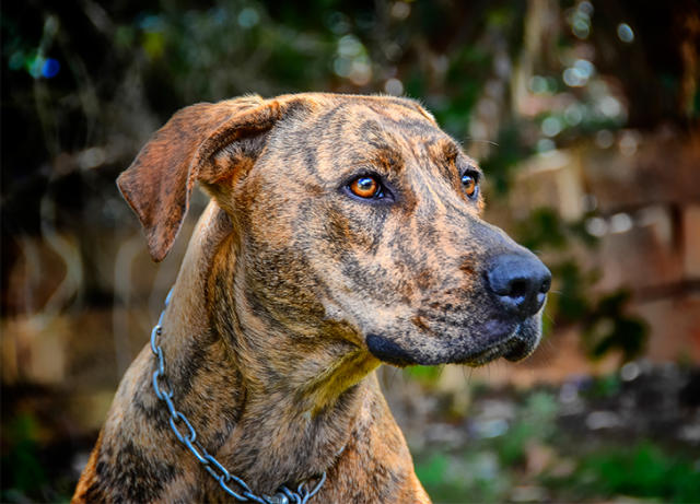 how intelligent is a treeing tennessee brindle