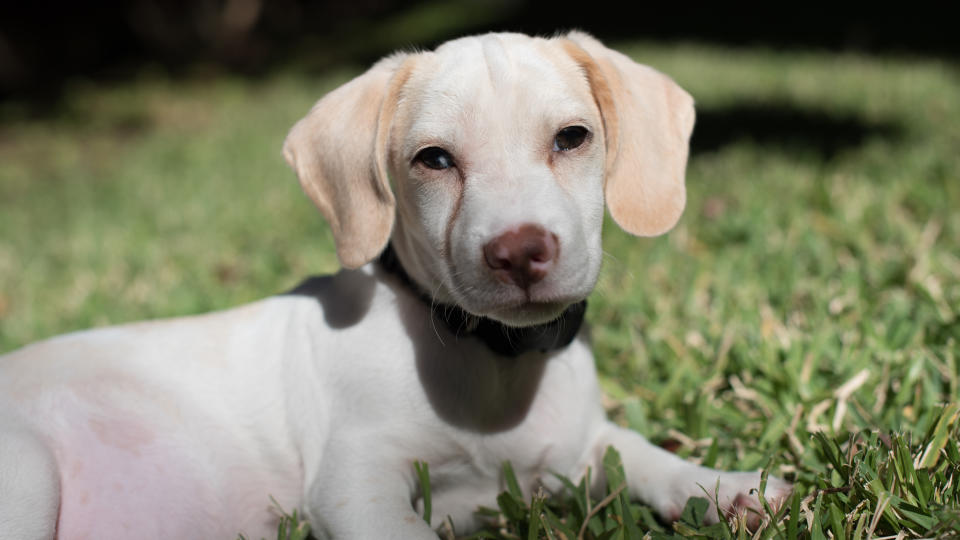 Moose the dog in the grass