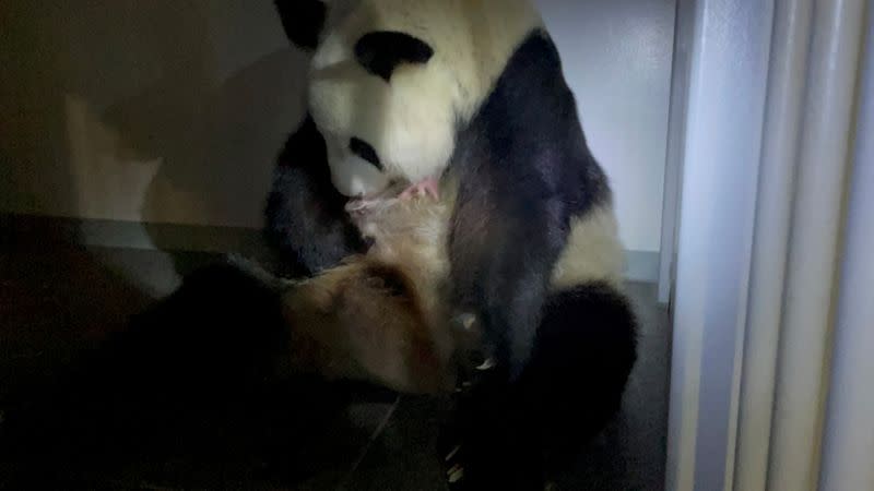 A handout image shows a giant panda Shin Shin holds one of her newly-born twin pandas at Ueno Zoological Park in Tokyo