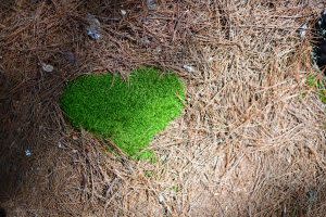 路邊可愛的心型苔蘚和小蘑菇｜Adorable heart-shaped moss and mushrooms beside the trail.（攝影師敏敏提供｜Courtesy of Min Min)