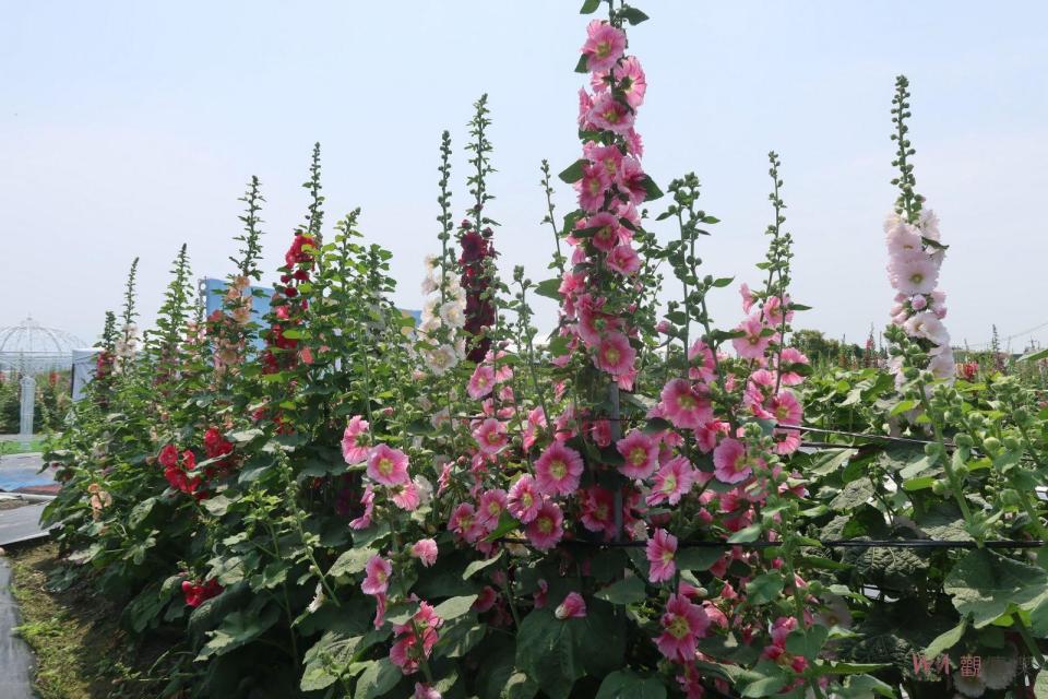 ▲員林市南區公園旁花田種植近萬株蜀葵花，近來陸續盛開，歡迎全國各地遊客前來員林欣賞「花中巨人」蜀葵花，漫步在萬紫千紅的蜀葵花海。（記者陳雅芳攝）