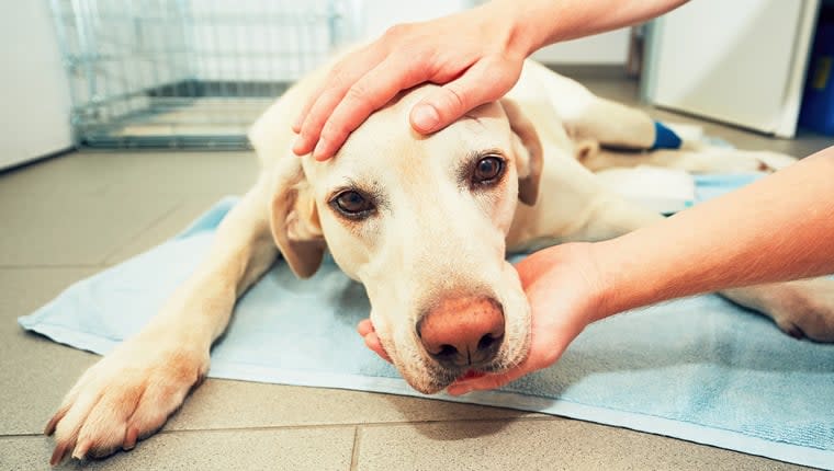 Study Recommends Cancer Screening for Dogs as Young as 4 Years Old