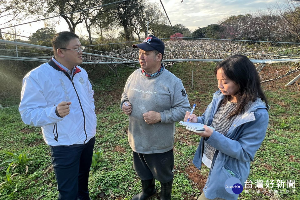 關心寒流對於桃園市農作物的影響，桃園市政府農業局長陳冠義前往楊梅關心果農狀況。