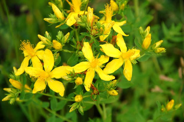 <p>Esemelwe / Getty Images</p> St. John's Wort (Hypericum perforatum) in the meadow