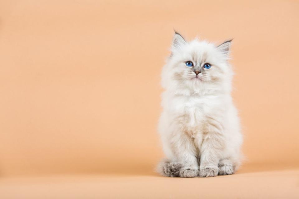 Feline fans rejoice: this toy will keep your fluff ball occupied for hours. (Photo: Getty Images)