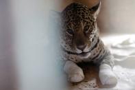 An adult female jaguar named Amanaci is seen before receiving stem cell treatment on her paws after burn injuries during a fire in Pantanal, at NGO Nex Institute in Corumba de Goias