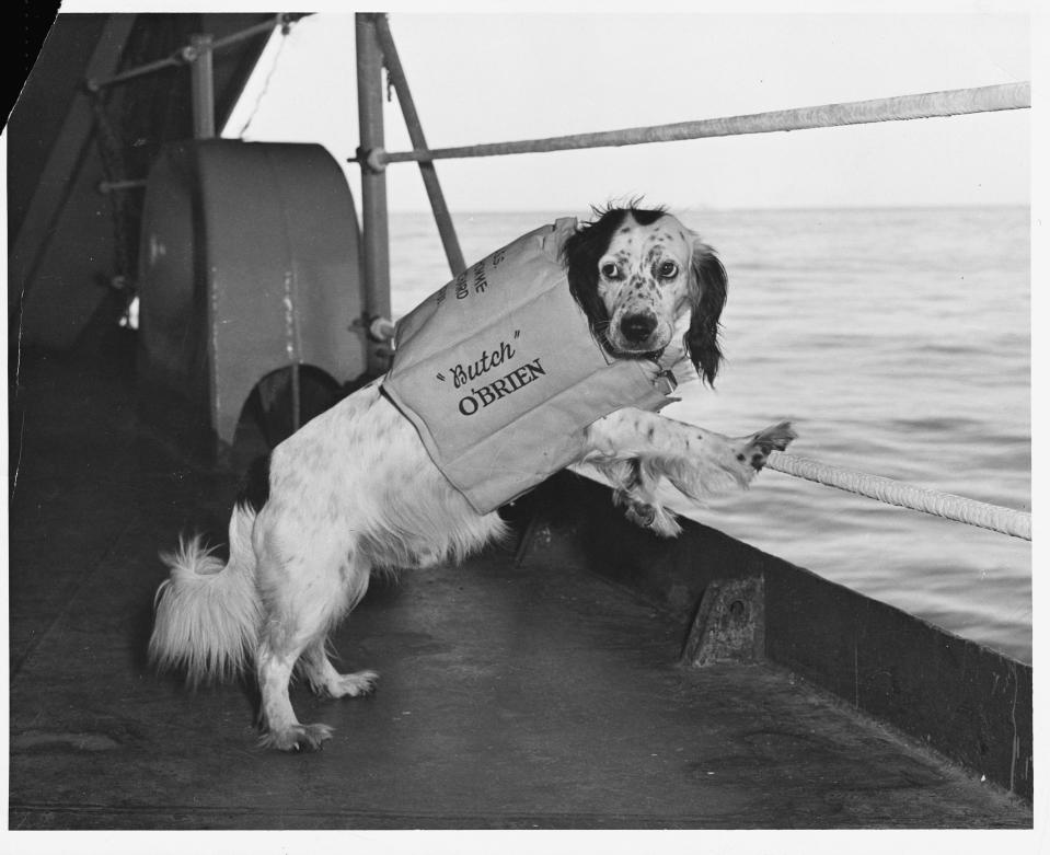 A dog wearing a lifejacket that says "Butch O'Brien" stands on a ship.