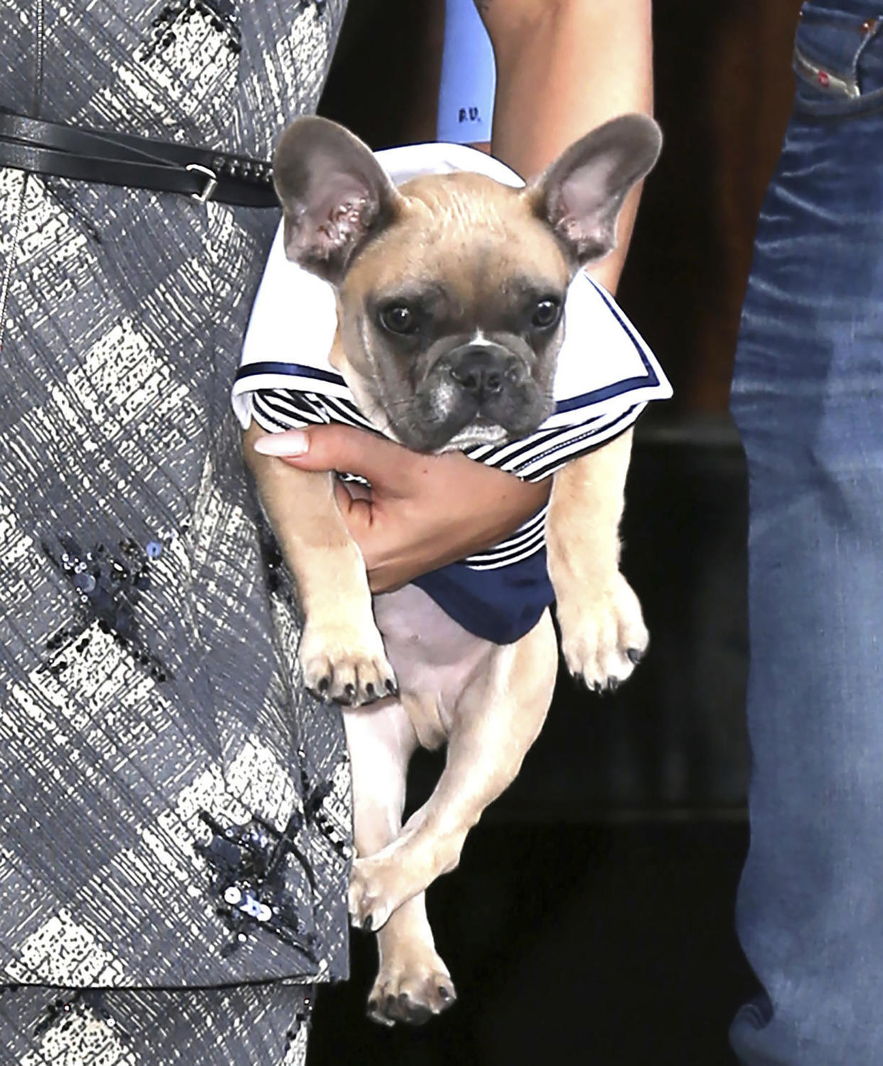 Lady Gaga's dog Koji in New York, on May 12, 2015. (zz/KGC-146/STAR MAX/IPx file via AP file)