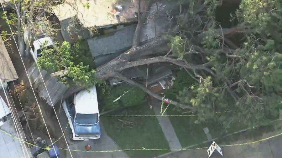 A giant pine tree topples over, crushing a Monrovia home and trapping residents inside on May 8, 2024. (KTLA)