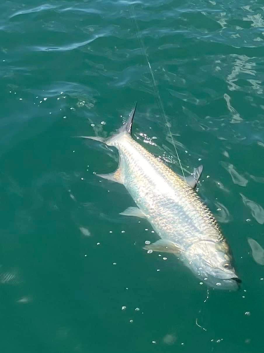 Tarpon, like this one caught & released Sept. 3, 2022 with Capt. Jon Lulay can be caught just outside of Port Canaveral and inside Sebastian Inlet.