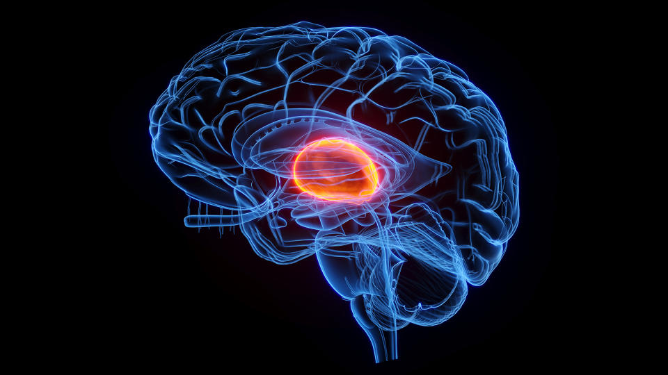 Blue line illustration of the human brain on a black backdrop with the thalamus highlighted in orange in the center.