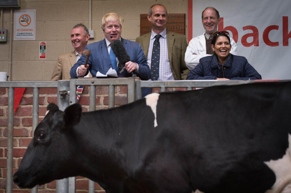 Boris Johnson auctions a cow during a visit to a cattle auction in Clitheroe in Lancashire, where he along with Priti Patel and Michael Gove are campaigning on behalf of the Vote Leave EU referendum campaign.