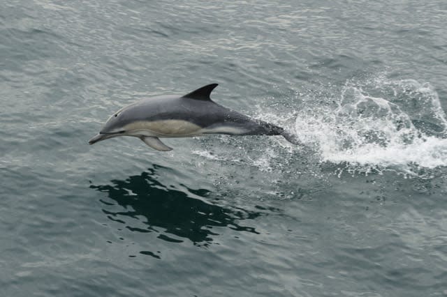 Record numbers of dolphins spotted off Scotland coast