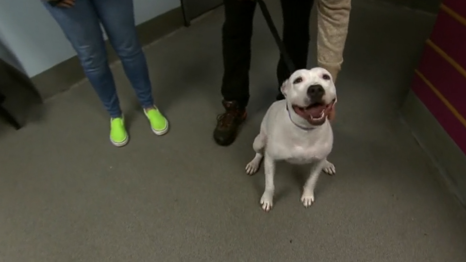A pitbull named Squirmy was adopted by her foster parents.  / Credit: CBS News