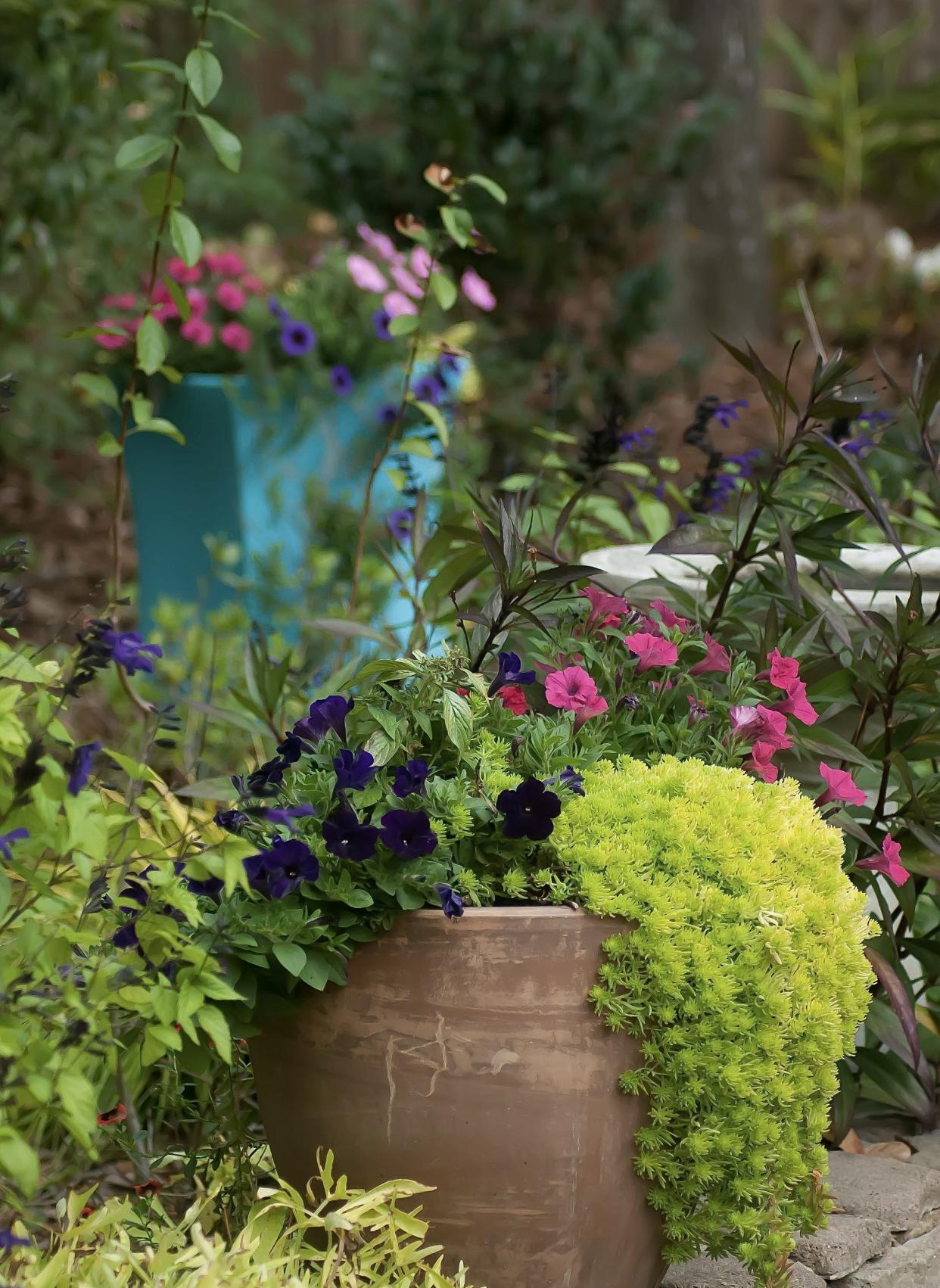 In December, Lemon Coral sedum is seen flowing over the rim container in a lava-like fashion. The color complements the Supertunia petunias.