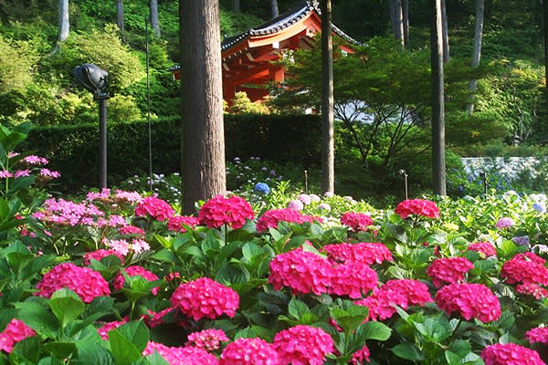 萬株繡球花海好浪漫 京都第一紫陽花名所