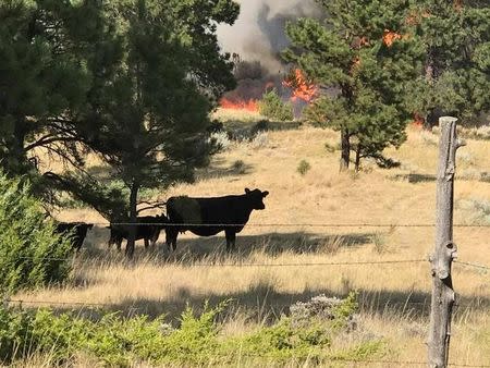 Cattle stand near the Bridge Coulee Fire, part of the Lodgepole Complex, east of the Musselshell River, north of Mosby, Montana, U.S. July 21, 2017. Bureau of Land Management/Jonathan Moor/Handout via REUTERS