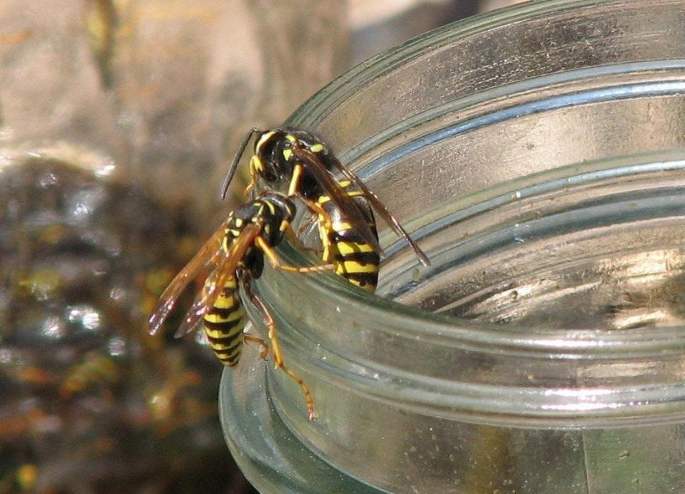 Yellowjacket wasp populations peak in late summer. They will actively scavenge for any sugary mixes.